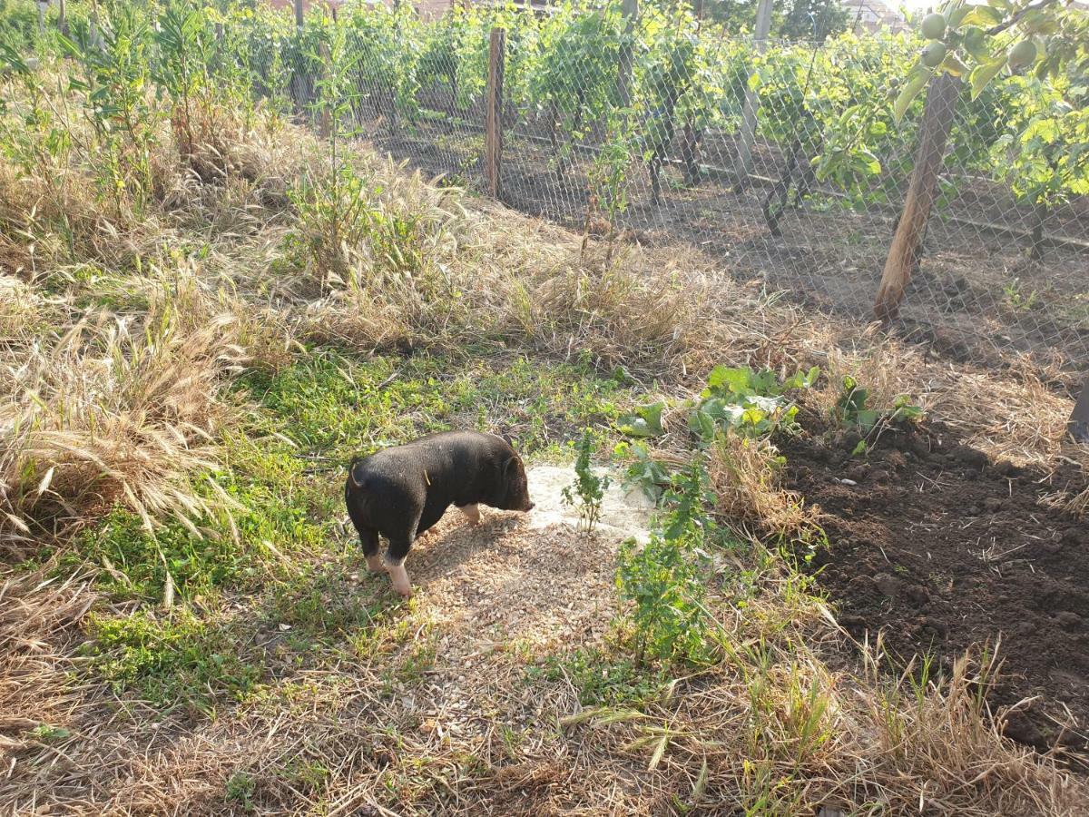 Penzion Jako Vino Bulhary Bagian luar foto